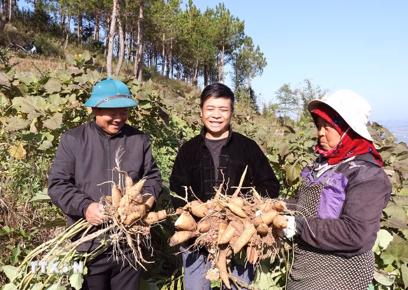 Người dân thôn Tả Giao Khâu (xã Lũng Cú, Tuyên Quang) thu hoạch vụ khoai sâm. (Ảnh Đức Thọ/TTXVN)