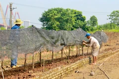 Người dân đang chăm sóc, phục hồi cây hoa trồng sau thiệt hại nặng nề vì mưa ngập. (Ảnh: Trương Nhi/Vietnam+)