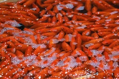 Chép Tam Dương đắt khách, vựa cá Thủ đô nhộn nhịp trước thềm ông Công ông Táo