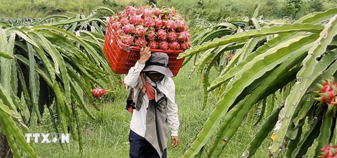 Thu hoạch thanh long ở Bình Thuận. (Ảnh: Hồng Nhung/TTXVN) ttxvn-nong-san.jpg