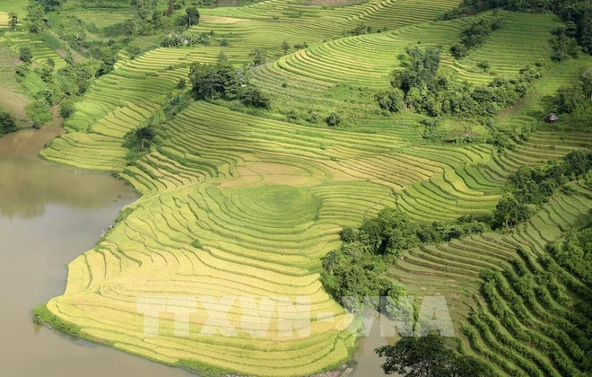 142234-ve-bat-xat-ngam-mua-vang-tren-nhung-thua-ruong-bac-thang.jpg