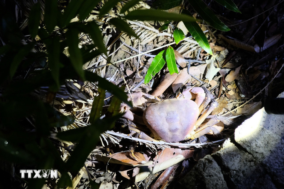 Cua xe tăng có tên khoa học Cardisoma canifex, thuộc họ Cua cạn-Geocarcinidae được tìm thấy nhiều ở Hòn Bảy Cạnh, Vườn Quốc gia Côn Đảo. (Ảnh: TTXVN phát)