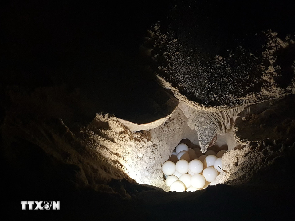 Rùa mẹ đẻ trứng tại Hòn Bảy Cạnh, Vườn Quốc gia Côn Đảo. (Ảnh: TTXVN phát)