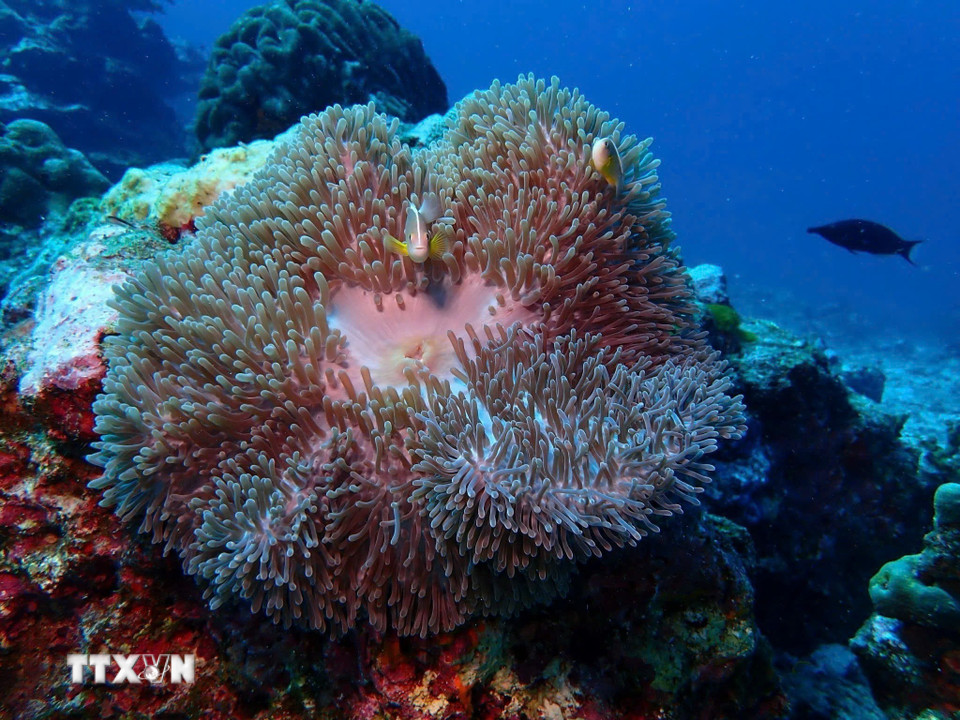 Hệ sinh thái dưới biển trong Vườn Quốc gia Côn Đảo. (Ảnh: TTXVN phát)