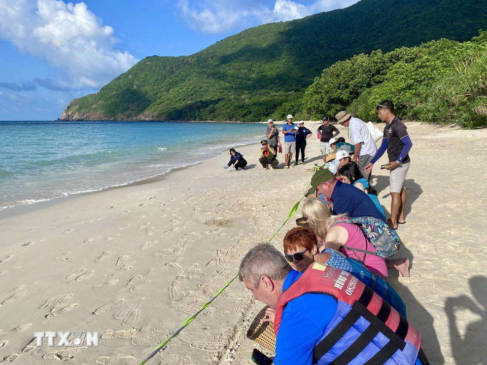 Du khách tham gia tour thả rùa con về môi trường biển tự nhiên tại Hòn Bảy Cạnh, Vườn Quốc gia Côn Đảo. (Ảnh: TTXVN phát)