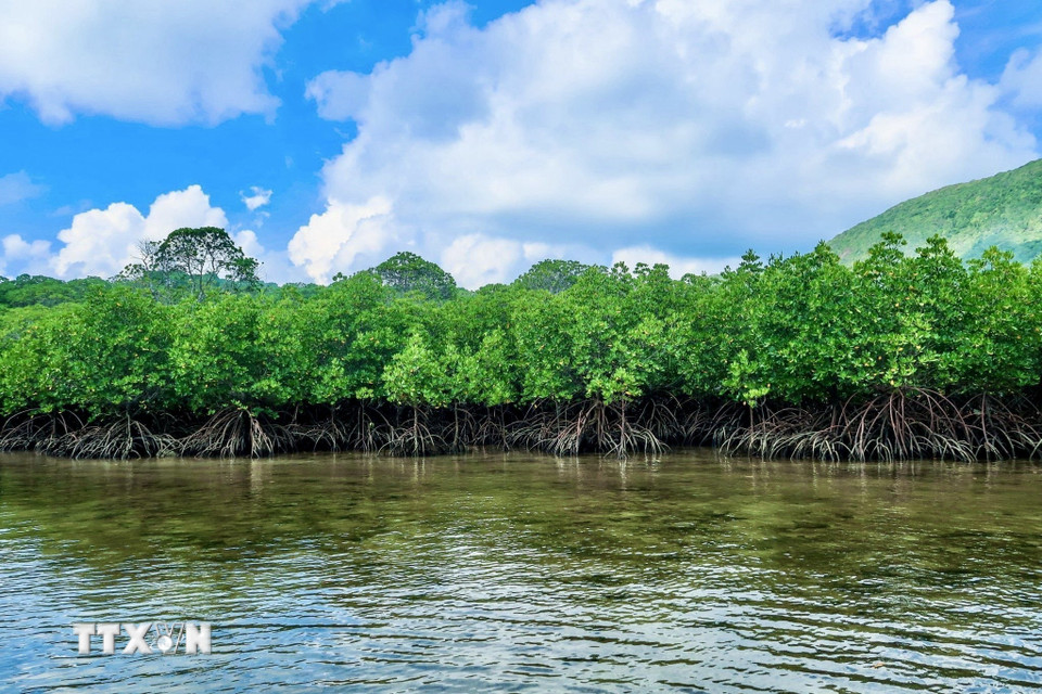 Hệ sinh thái rừng ngập mặn trong Vườn Quốc gia Côn Đảo. (Ảnh: TTXVN phát)