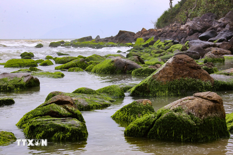 Vào khoảng đầu tháng Hai, khi thời tiết hửng nắng là rêu bắt đầu phủ xanh trên các tảng đá dọc ghềnh Nam Ô. (Ảnh: Trần Lê Lâm/TTXVN)