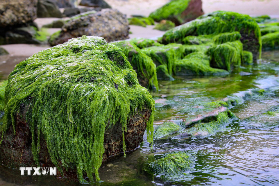Những cây rêu xanh mướt lộ ra khi thủy triều rút. (Ảnh: Trần Lê Lâm/TTXVN)