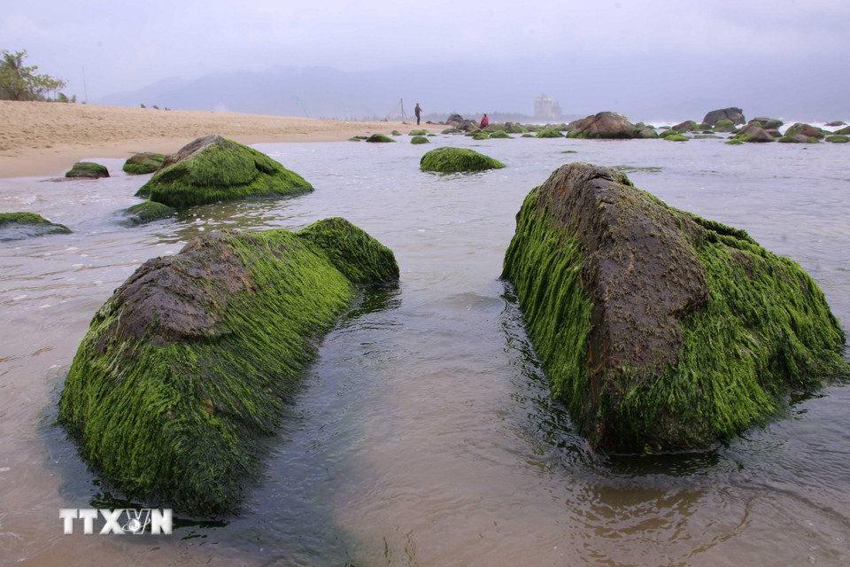 Những tảng đá với đủ hình dáng, kích thước được rêu xanh phủ kín. (Ảnh: Trần Lê Lâm/TTXVN)