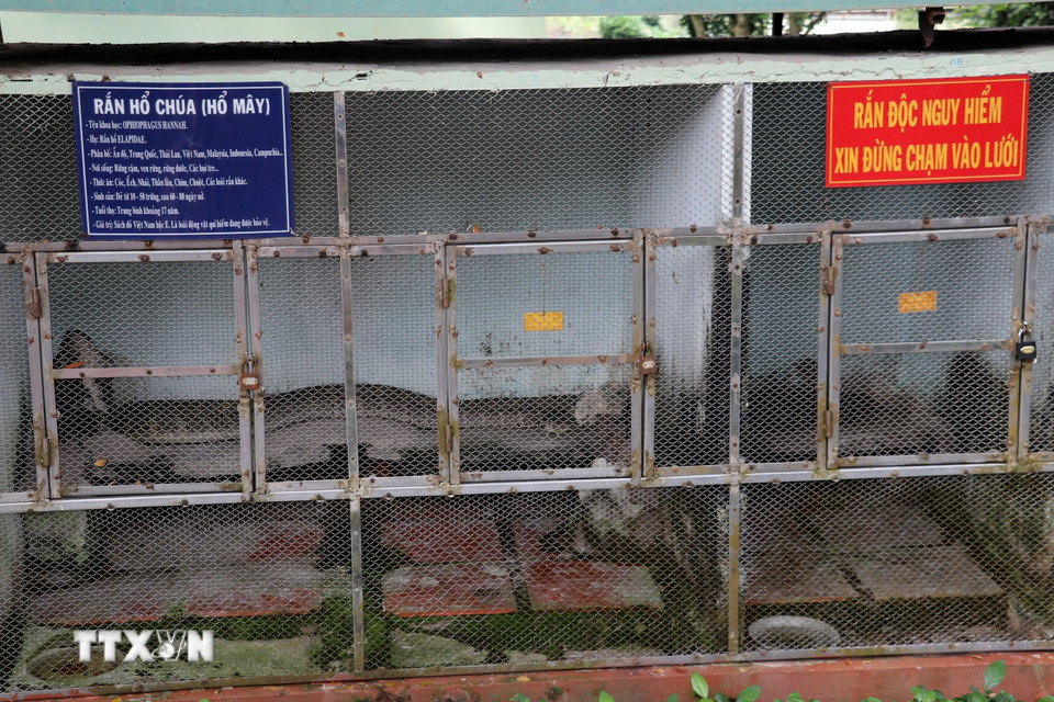 Một chuồng nuôi rắn hổ chúa ở Trại rắn Đồng Tâm. (Ảnh: Hữu Chí/TTXVN)