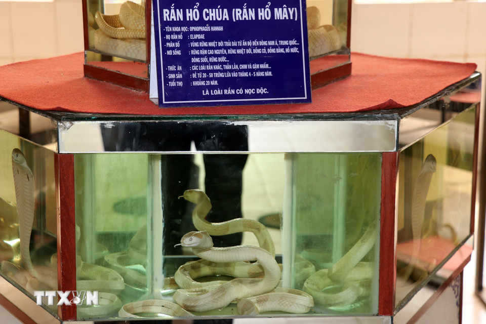 Tiêu bản rắn hổ chúa (hổ mây) tại bảo tàng rắn ở trại Đồng Tâm. (Ảnh: Hữu Chí/TTXVN)