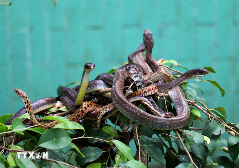 Khu nuôi rắn bán tự nhiên ở trại rắn Đồng Tâm. (Ảnh: Hữu Chí/TTXVN)