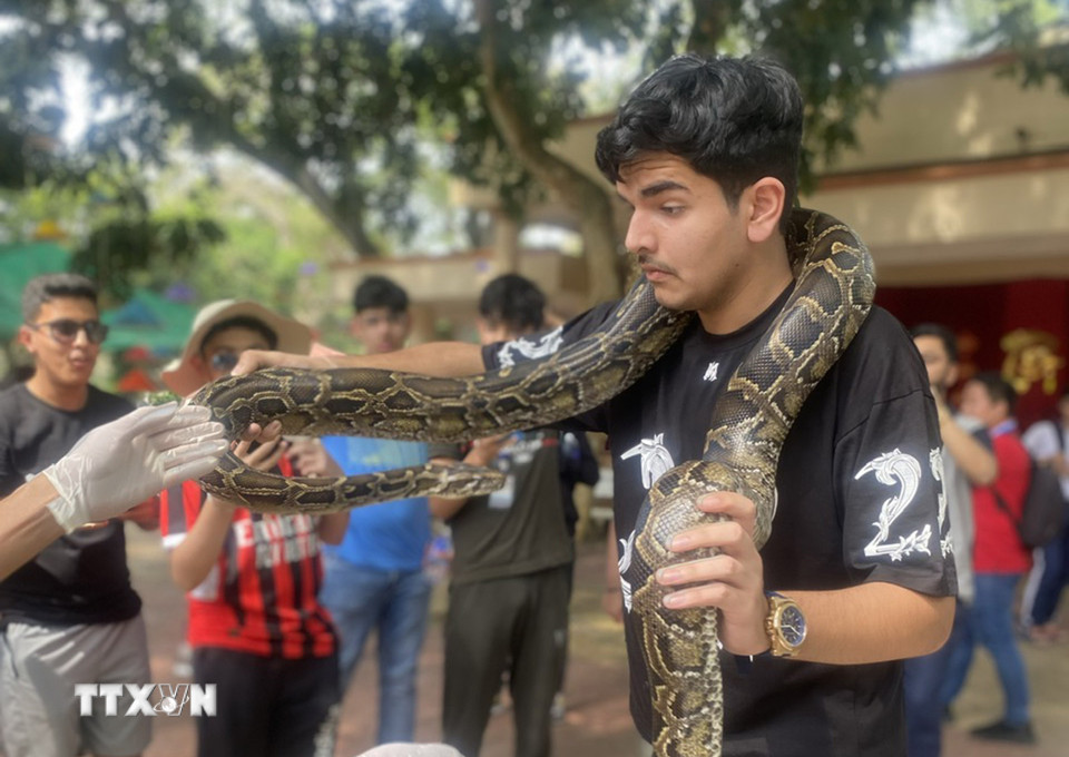 Du khách Ấn Độ trải nghiệm chụp ảnh với trăn tại trại rắn Đồng Tâm. (Ảnh: TTXVN phát)