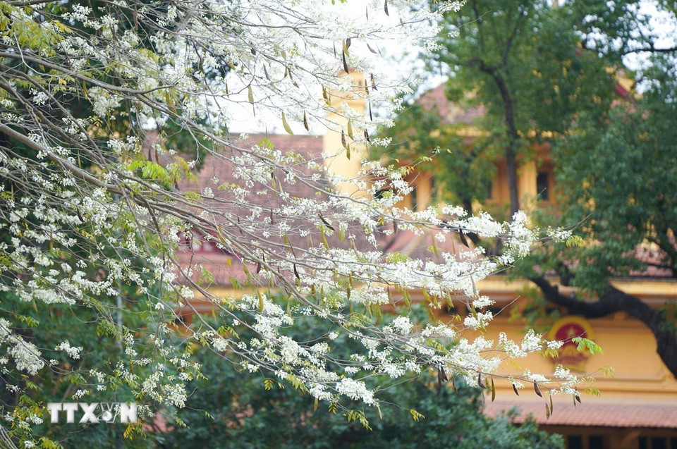 Vẻ đẹp mong manh, tinh khôi của hoa sưa trên đường phố Hà Nội. (Ảnh: Khánh Hòa/TTXVN)