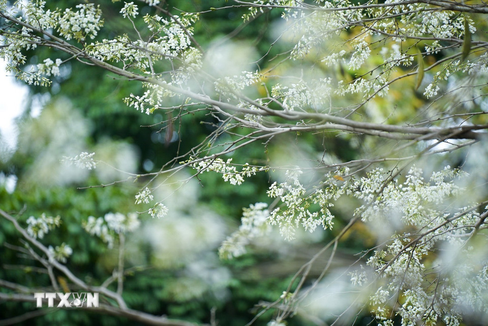 Vẻ đẹp mong manh, tinh khôi của hoa sưa trên đường phố Hà Nội. (Ảnh: Khánh Hòa/TTXVN)