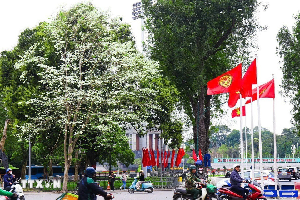 Vẻ đẹp tinh khôi của hoa sưa trên đường phố Hà Nội. (Ảnh: Ngọc Anh/TTXVN phát)