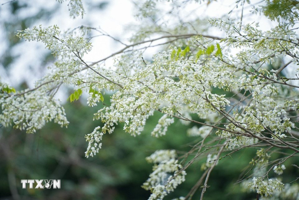 Vẻ đẹp mong manh, tinh khôi của hoa sưa trên đường phố Hà Nội. (Ảnh: Khánh Hòa/TTXVN)