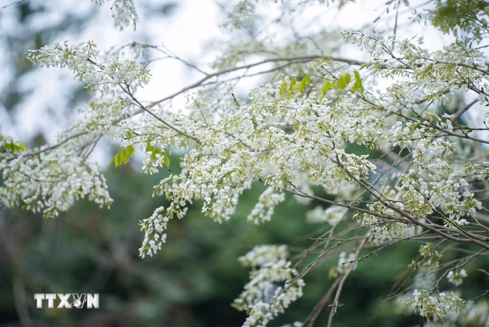 Vẻ đẹp mong manh, tinh khôi của hoa sưa trên đường phố Hà Nội. (Ảnh: Khánh Hòa/TTXVN)