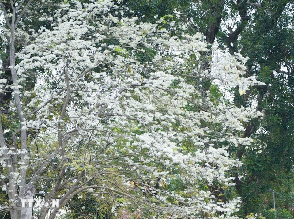 Sưa trắng tinh khôi tô điểm cho cảnh sắc phố phường Hà Nội. (Ảnh: Khánh Hòa/TTXVN)