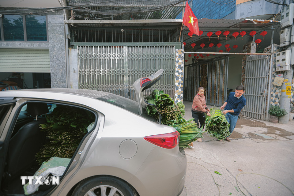 Vận chuyển lá dong đến nơi gói bánh. (Ảnh: Hoàng Hiếu/TTXVN)