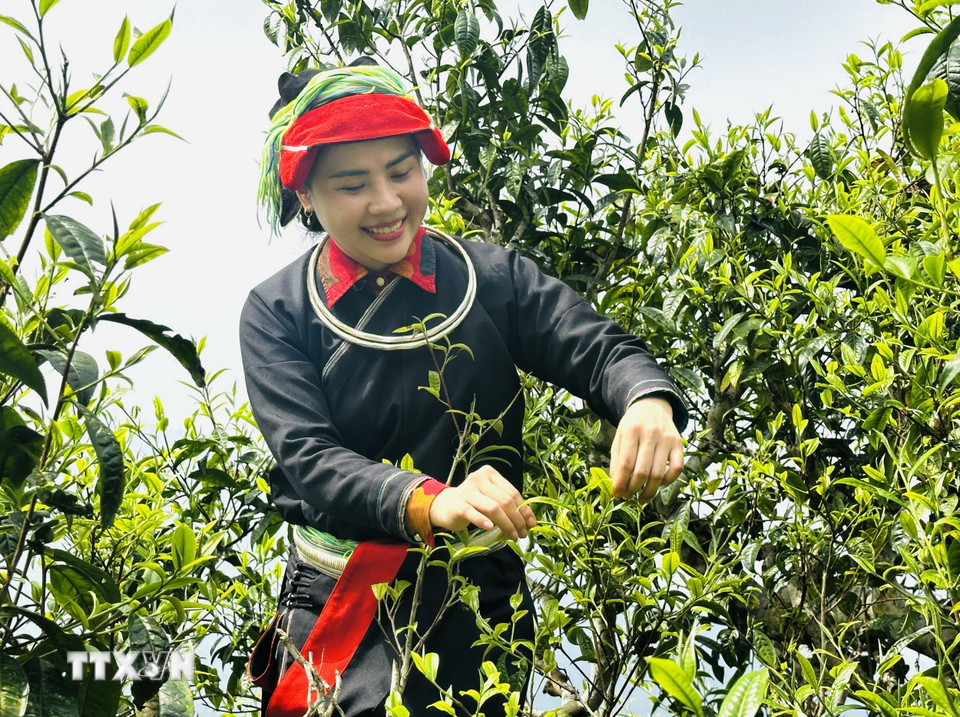 Phụ nữ Dao hái chè Xuân trên đỉnh Tây Côn Lĩnh. (Ảnh: Đức Thọ/TTXVN)