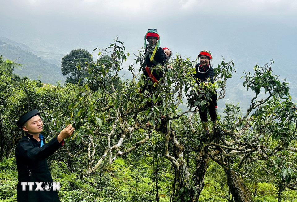 Đồng bào dân tộc Dao Hà Giang cheo leo hái chè trên những cây chè Shan tuyết cổ thụ hàng trăm năm tuổi. (Ảnh: Đức Thọ/TTXVN)