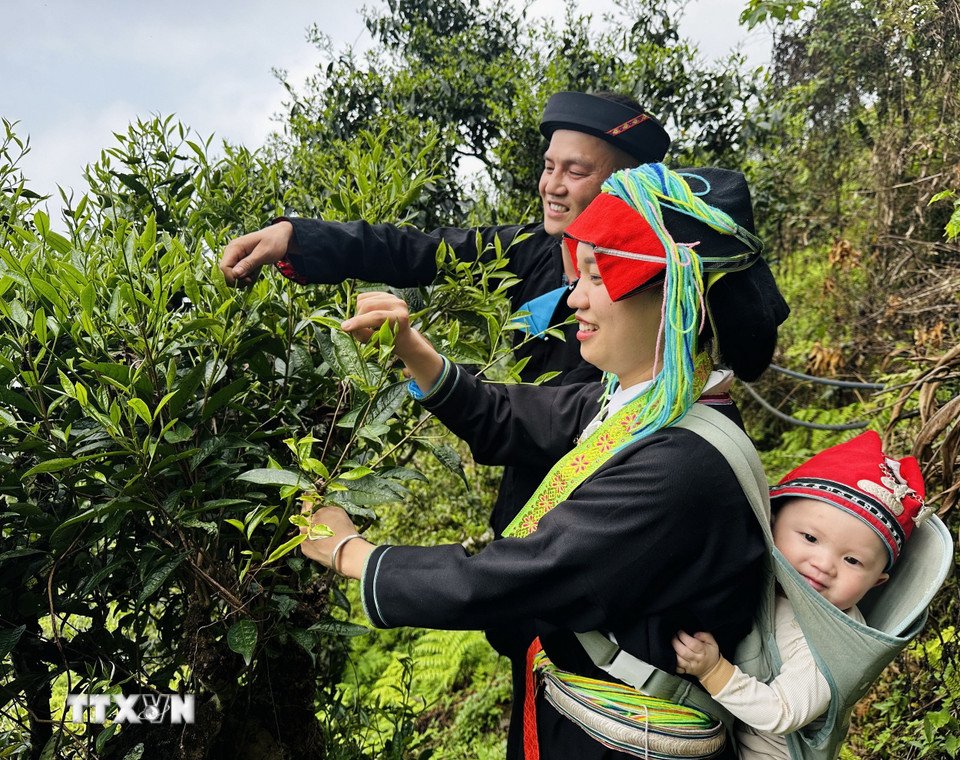Đôi vợ chồng người Dao địu con đi hái chè Xuân trên đỉnh Tây Côn Lĩnh. (Ảnh: Đức Thọ /TTXVN)