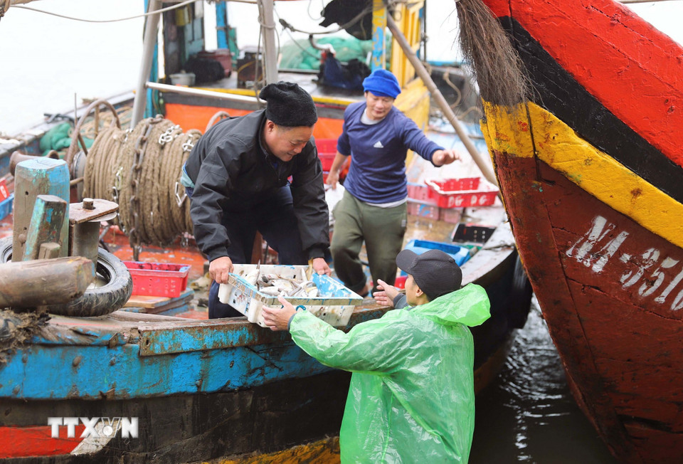 So với ngày thường, trong những ngày xảy ra rét đậm, lượng hải sản các thuyền khai thác giảm mạnh. (Ảnh: Xuân Tiến/TTXVN)