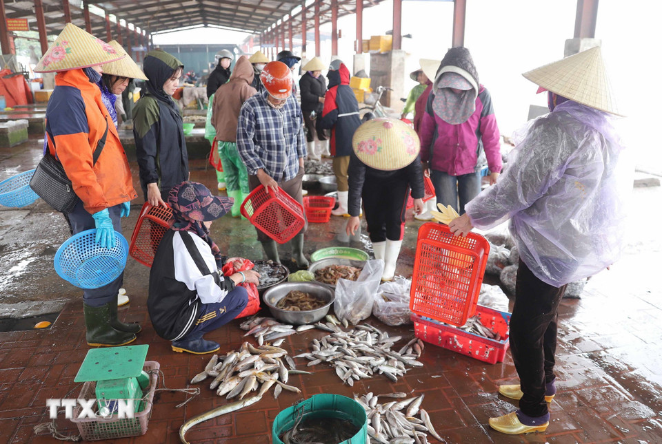 Chợ đầu mối hải sản Lạch Vạn, xã Ngọc Bích, huyện Diễn Châu, tỉnh Nghệ An, không còn tấp nập cảnh mua bán do phần lớn tàu thuyền dừng chuyến đi biển, lượng hải sản tập tập trung về chợ mỗi ngày giảm mạnh. (Ảnh: Xuân Tiến/TTXVN)