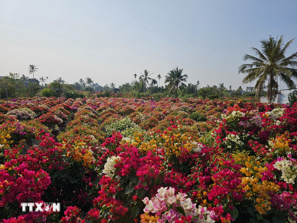 Sắc hoa giấy rực rỡ cả tuyến đường hàng chục kilomet. (Ảnh: Chương Đài/TTXVN)