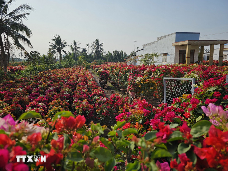 Sắc hoa giấy rực rỡ cả tuyến đường hàng chục kilomet. (Ảnh: Chương Đài/TTXVN)
