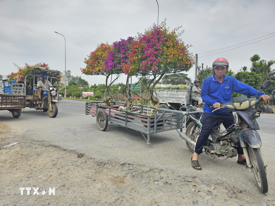 Người dân vận chuyển hoa giấy phục vụ thị trường Tết Ất Tỵ 2025. (Ảnh: Chương Đài/TTXVN)