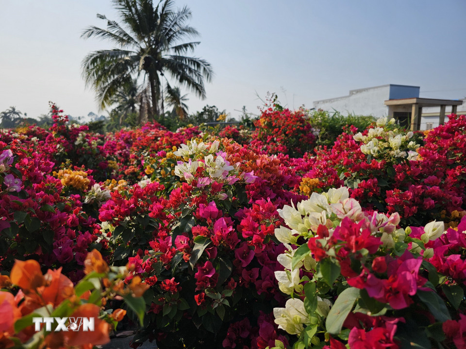 Với kỹ thuật ngày càng nâng cao, người trồng hoa giấy ở Phú Sơn, huyện Chợ Lách, tỉnh Bến Tre, mang đến nhiều sản phẩm chuyển sắc trên cùng một thân cây. (Ảnh: Chương Đài/TTXVN)