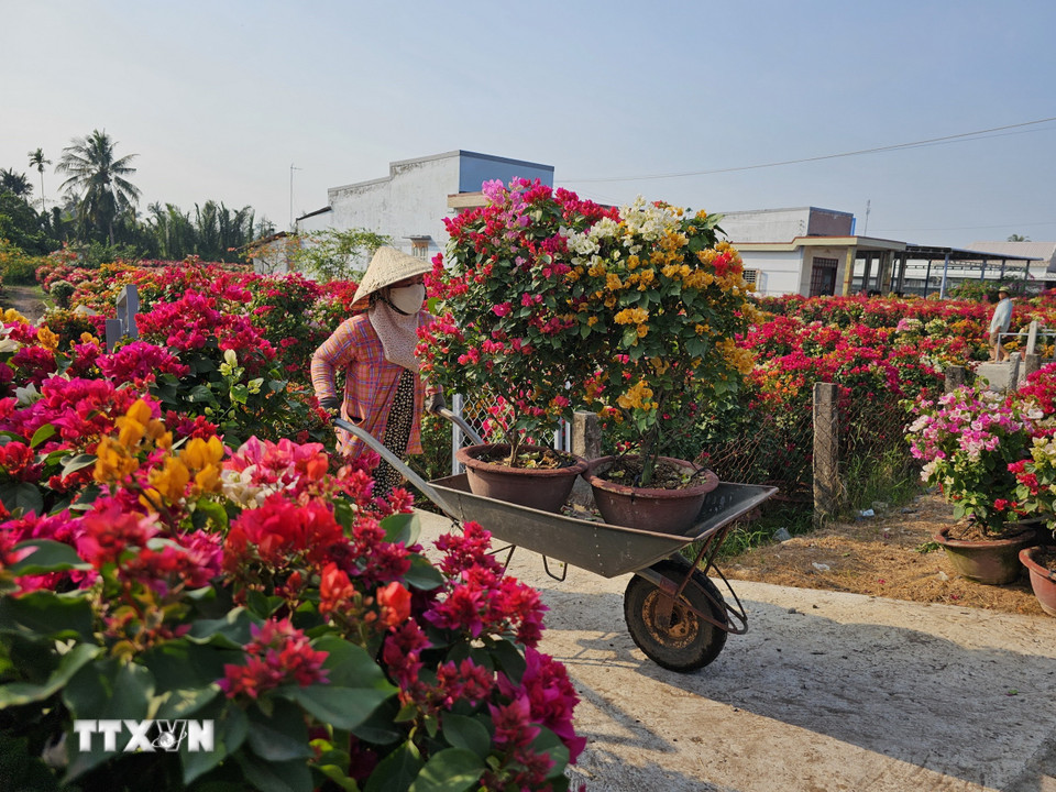 Người dân vận chuyển hoa giấy phục vụ thị trường Tết Ất Tỵ 2025. (Ảnh: Chương Đài/TTXVN)