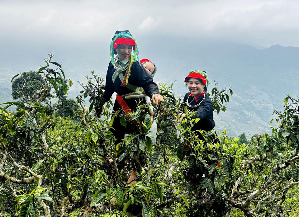Phụ nữ người Dao hái chè Xuân trên đỉnh Tây Côn Lĩnh. (Ảnh: Đức Thọ/TTXVN)