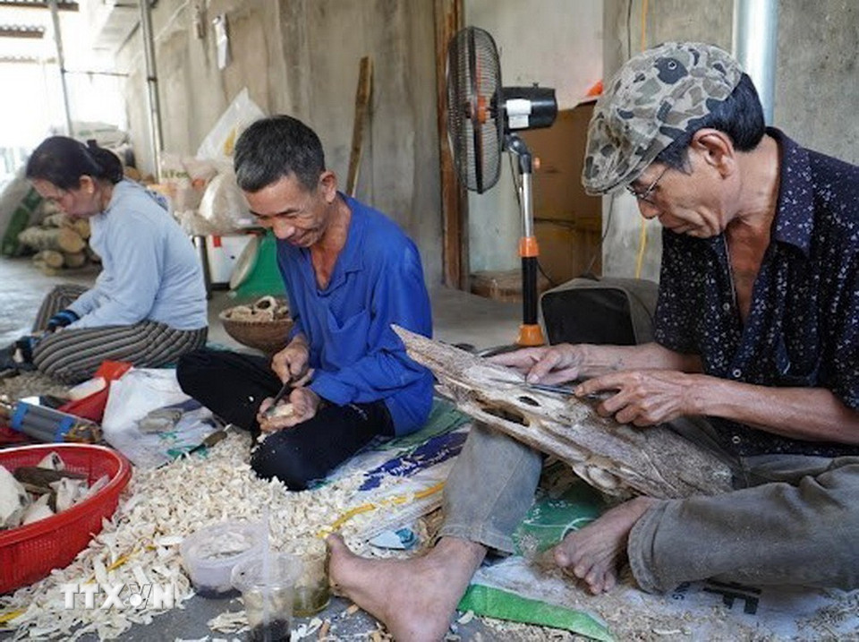 Người dân thôn Phú Hội 1, huyện Vạn Ninh, tỉnh Khánh Hòa, gọt lỉa một sản phẩm trầm cảnh mỹ nghệ. (Ảnh: Đặng Tuấn/TTXVN)