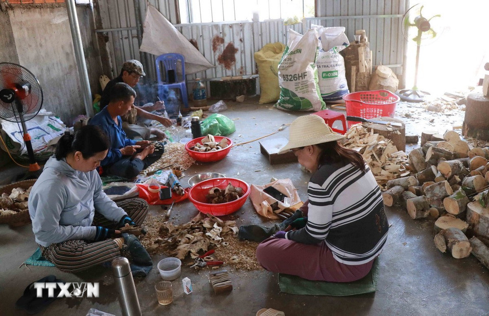 Hiện làng nghề có hơn 400 hộ dân tham gia sản xuất các sản phẩm từ trầm hương, từ hương trầm (nhang), tinh dầu, đến đồ mỹ nghệ cao cấp. (Ảnh: Đặng Tuấn/TTXVN)