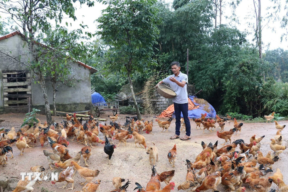 Nạn nhân bom mìn Lê Quang Ninh, sinh năm 1976, xã Phúc Trạch, huyện Bố Trạch, tỉnh Quảng Bình, trong lần đi kiếm phế liệu cuốc phải bom bi nổ đứt bàn tay và mù mắt bên phải, cuộc sống gia đình gặp nhiều khó khăn. Khi được hỗ trợ vay vốn ngân hàng chính sách để đầu tư mô hình kinh tế trang trại, gia đình giờ đã ổn định, từng bước làm giàu. (Ảnh: Anh Tuấn/TTXVN)