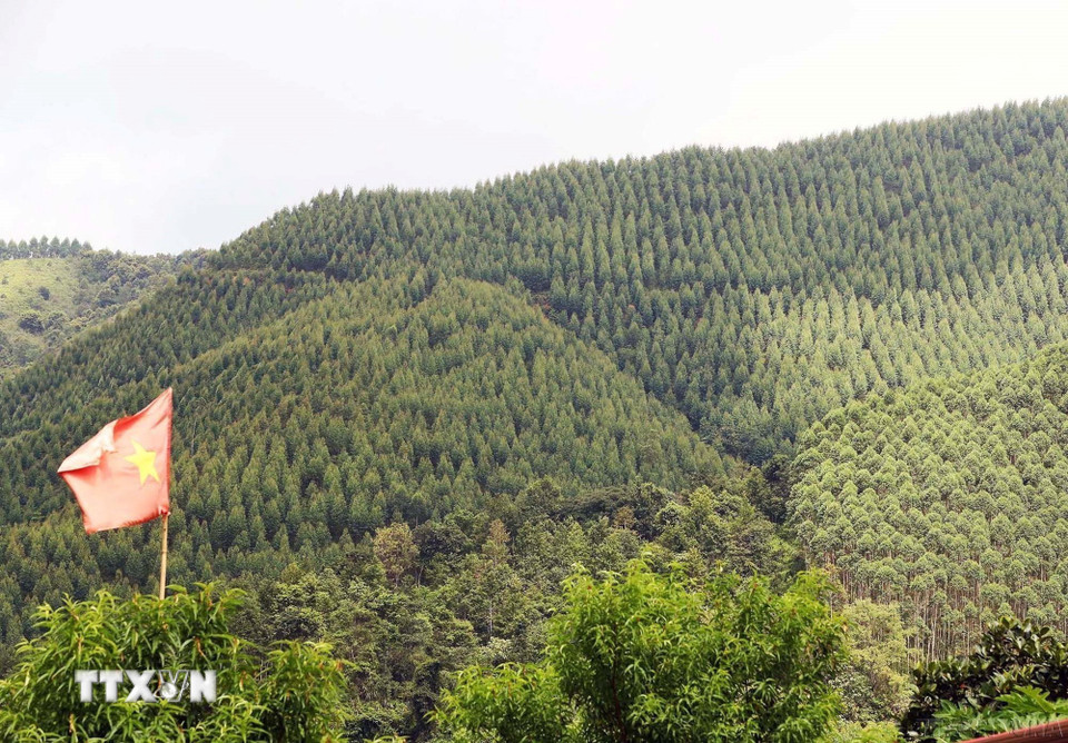 Những diện tích rừng keo, bạch đàn đang phát triển tốt của nhân dân xã Đội Cấn, huyện Tràng Định sau khi được rà phá bom mìn, thu gom vật liệu nổ, tháng 7/2023. (Ảnh: Trọng Đức/TTXVN)