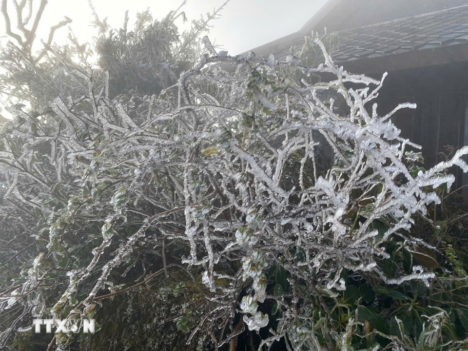 Băng giá phủ trắng từng ngọn cây trên đỉnh Fansipan. (Ảnh: TTXVN phát)