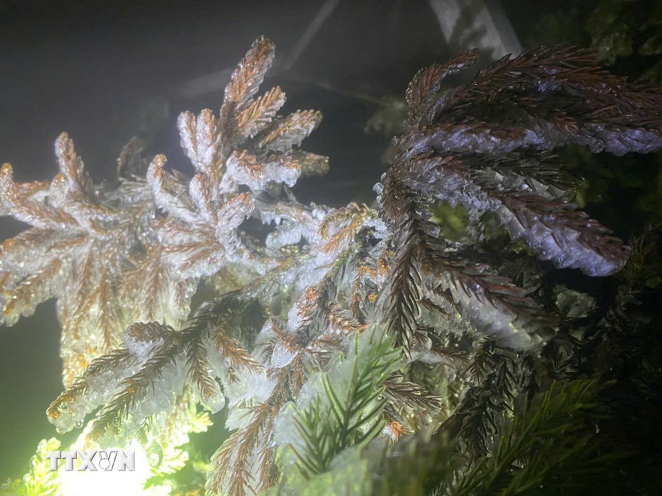Băng giá phủ trắng từng ngọn cây trên đỉnh Fansipan từ 5h30 phút sáng 5/1/2024. (Ảnh: TTXVN phát)