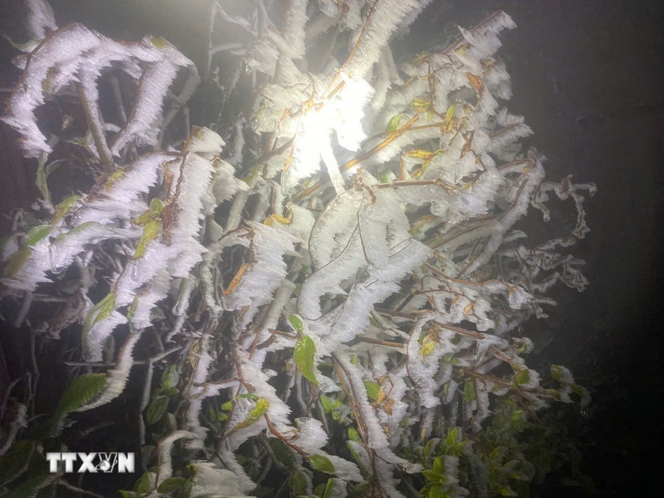 Băng giá phủ trắng từng ngọn cây trên đỉnh Fansipan từ 5h30 phút sáng 5/1/2024. (Ảnh: TTXVN phát)