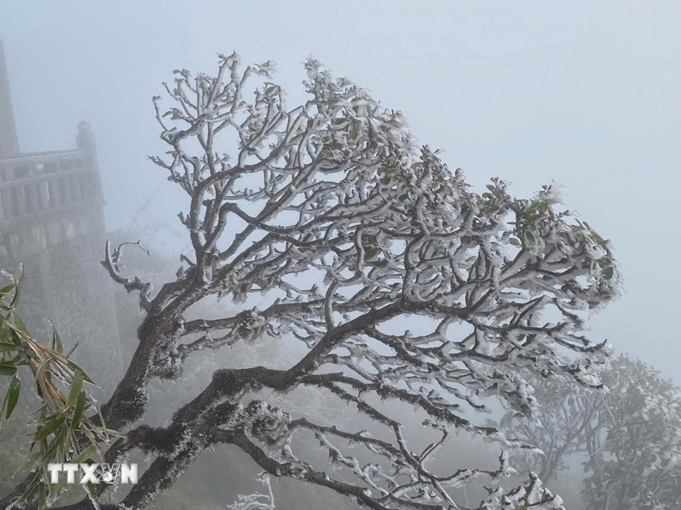 Băng giá phủ trắng từng ngọn cây trên đỉnh Fansipan. (Ảnh: TTXVN phát)
