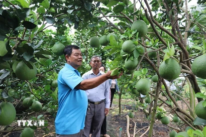 Ông Huỳnh Văn Hiếu, Chủ nhiệm Hội quán bưởi da xanh Mỹ Phú, phường Mỹ Phong, tỉnh Đồng Tháp, chia sẻ kinh nghiệm sản xuất bưởi đạt chuẩn xuất khẩu. (Ảnh: Hữu Chí/TTXVN)