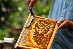 Một hộ dân đang nuôi ong lấy mật. (Nguồn: TTXVN)