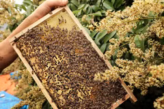 Mùa mật ong vải ở Bắc Giang: Được mùa, được giá 