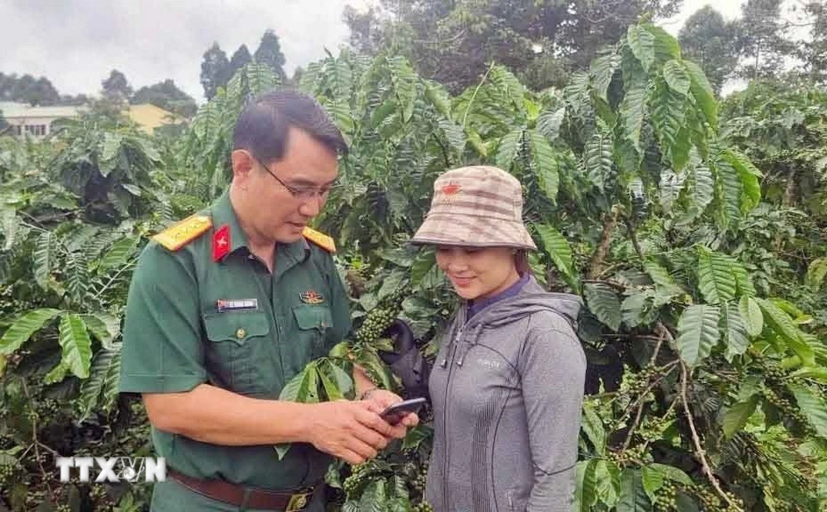 Người dân Điện Biên chuyển đổi sang cây công nghiệp, thoát nghèo bền vững