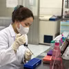 Học viên Nguyễn Nhật Ly thực hiện thí nghiệm tại Trường Đại học Khoa học Tự nhiên. (Ảnh: Phạm Mai/Vietnam+)