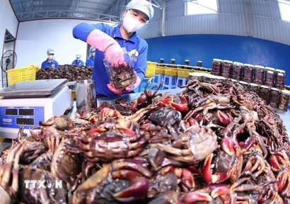 Đóng gói sản phẩm ba khía ở Cà Mau. (Ảnh: Vũ Sinh/TTXVN)