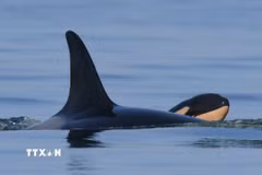 Cá voi sát thủ. (Ảnh: WhaleResearch/ TTXVN)